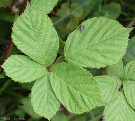 image for Rubus sect. Corylifolii Unidentified 9