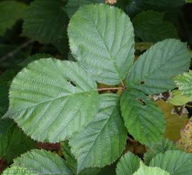 Rubus sect. Corylifolii Unidentified 9