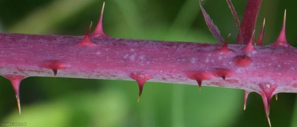 Rubus sect. Corylifolii Unidentified 9