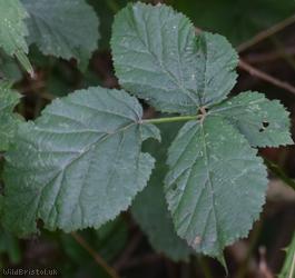 Rubus ser. Sylvatici Unidentified 4