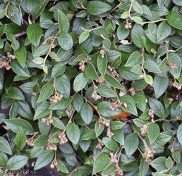 image for Franchet's Cotoneaster