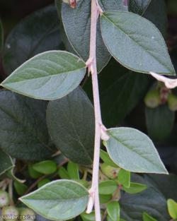 Franchet's Cotoneaster