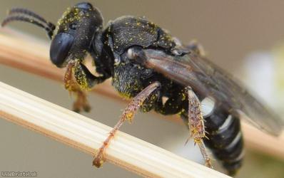 image for Common Spiny Digger Wasp