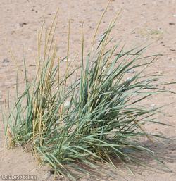 Lyme-grass