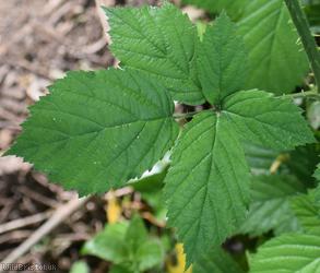 image for Stoke Park Bramble
