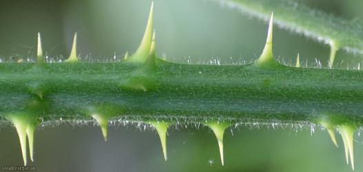 Stoke Park Bramble