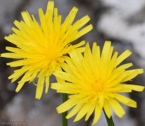 Rough x Lesser Hawkbit