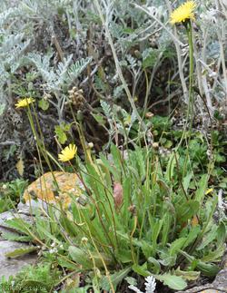 Rough x Lesser Hawkbit