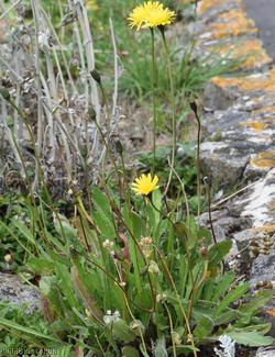 Rough x Lesser Hawkbit