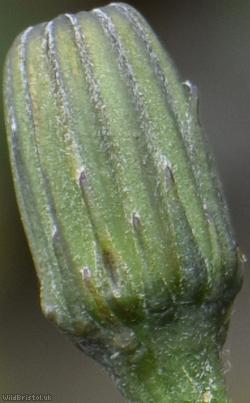 Rough x Lesser Hawkbit