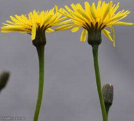 Rough x Lesser Hawkbit