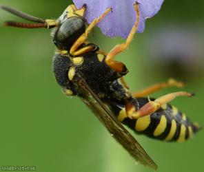 Blunthorn Nomad Bee