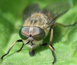 image for Band-eyed Brown Horsefly