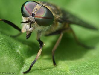 Band-eyed Brown Horsefly