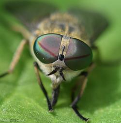 Band-eyed Brown Horsefly