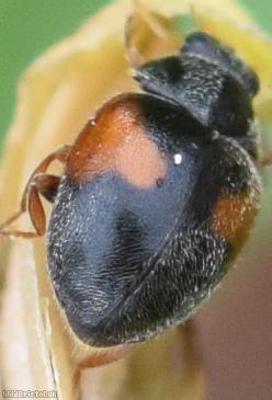 Red-flanked Ladybird