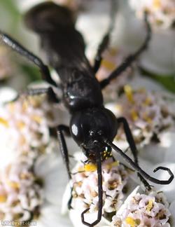 Common Black Spider Wasp