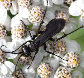 image for Common Black Spider Wasp