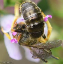 Sharp-collared Furrow Bee