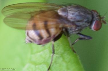 Minettia fasciata