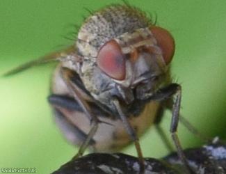 Minettia fasciata
