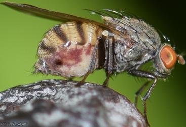 Minettia fasciata