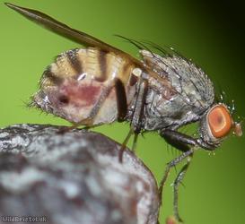 Minettia fasciata