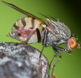Minettia fasciata