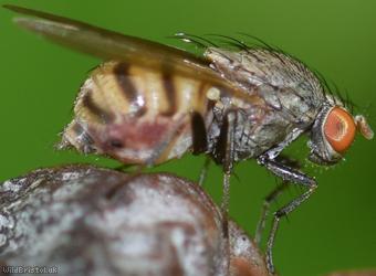 Minettia fasciata