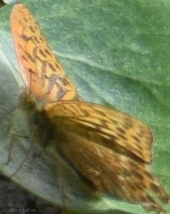 image for Silver-washed Fritillary