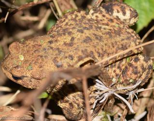 image for Common Toad