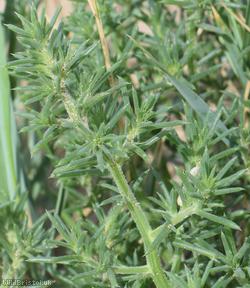Prickly Saltwort