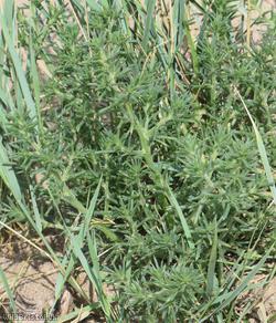 Prickly Saltwort