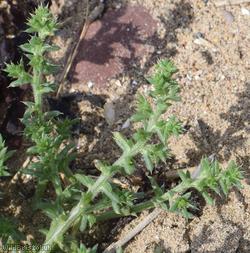 Prickly Saltwort