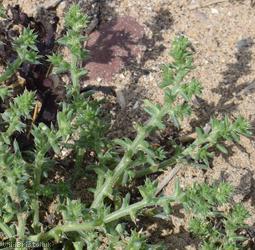 Prickly Saltwort