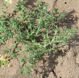 Prickly Saltwort