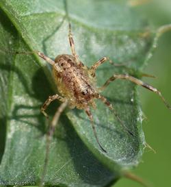image for Common Harvestman