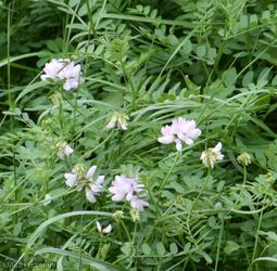 image for Crown Vetch