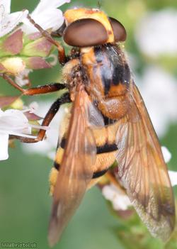 Wasp Plumehorn