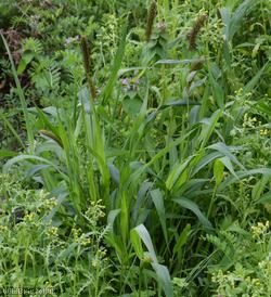 Foxtail Bristle-grass