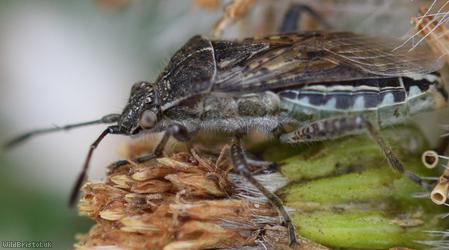 Banded Rhopalid