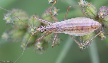Marsh Damsel Bug