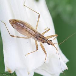 image for Marsh Damsel Bug