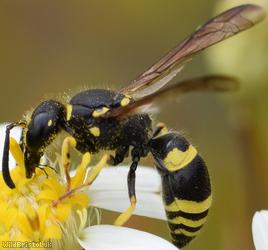 image for Mason / Potter Wasps