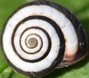 Striped Snail