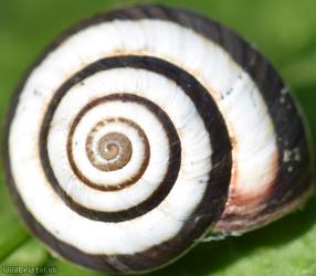 Striped Snail