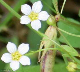Fairy Flax