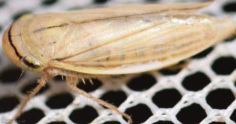 image for Silver Leafhopper