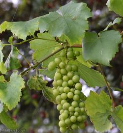 image for Grape-vine