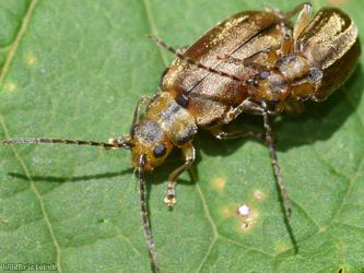 Viburnum Beetle